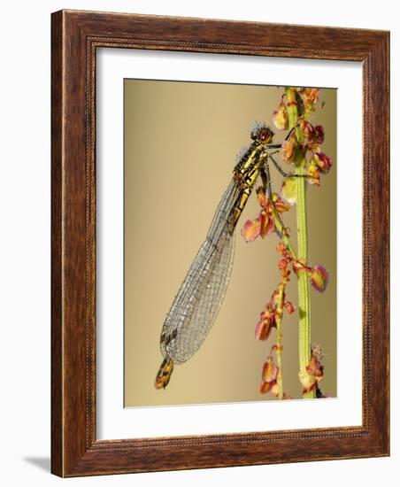 Large Red Damselfly, Tamar Lakes, Cornwall, UK-Ross Hoddinott-Framed Photographic Print