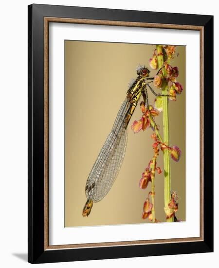 Large Red Damselfly, Tamar Lakes, Cornwall, UK-Ross Hoddinott-Framed Photographic Print