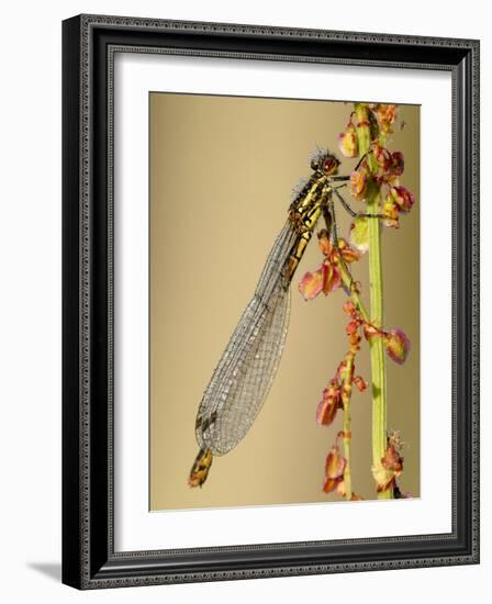 Large Red Damselfly, Tamar Lakes, Cornwall, UK-Ross Hoddinott-Framed Photographic Print