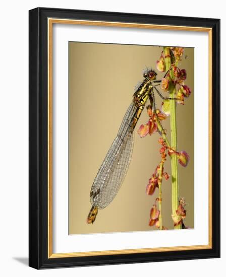 Large Red Damselfly, Tamar Lakes, Cornwall, UK-Ross Hoddinott-Framed Photographic Print