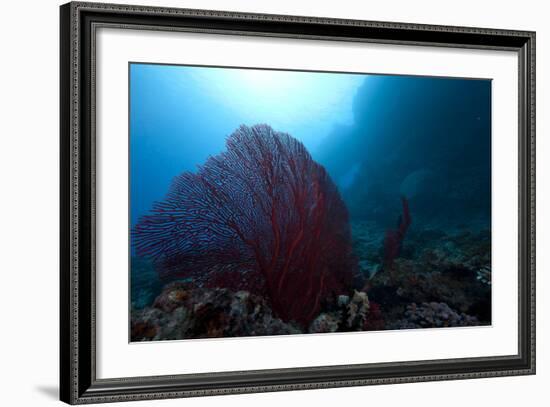 Large Red Gorgonian Sea Fan on a Fijian Reef-Stocktrek Images-Framed Photographic Print