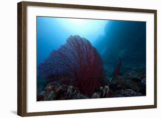 Large Red Gorgonian Sea Fan on a Fijian Reef-Stocktrek Images-Framed Photographic Print