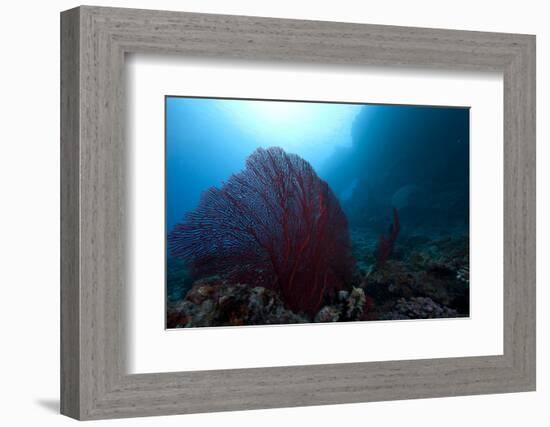 Large Red Gorgonian Sea Fan on a Fijian Reef-Stocktrek Images-Framed Photographic Print