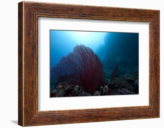 Large Red Gorgonian Sea Fan on a Fijian Reef-Stocktrek Images-Framed Photographic Print