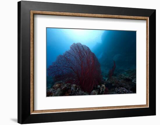 Large Red Gorgonian Sea Fan on a Fijian Reef-Stocktrek Images-Framed Photographic Print