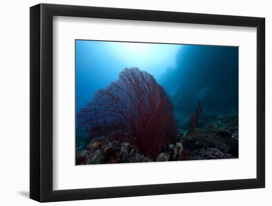 Large Red Gorgonian Sea Fan on a Fijian Reef-Stocktrek Images-Framed Photographic Print