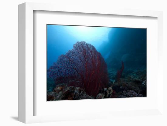 Large Red Gorgonian Sea Fan on a Fijian Reef-Stocktrek Images-Framed Photographic Print