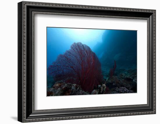 Large Red Gorgonian Sea Fan on a Fijian Reef-Stocktrek Images-Framed Photographic Print