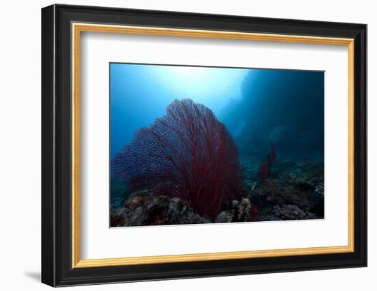 Large Red Gorgonian Sea Fan on a Fijian Reef-Stocktrek Images-Framed Photographic Print