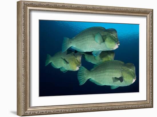 Large School of Bumphead Parrotfish, Bali, Indonesia-null-Framed Photographic Print