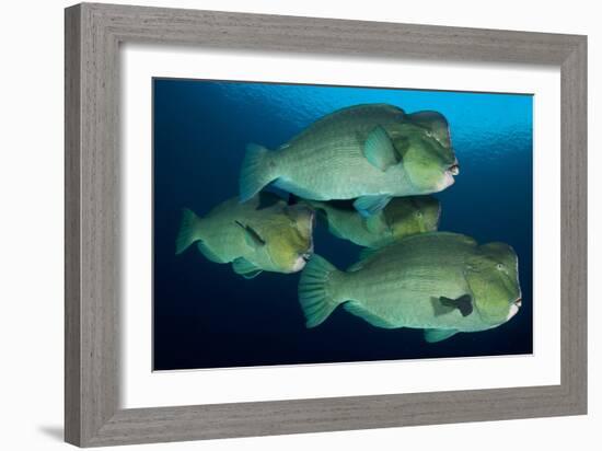 Large School of Bumphead Parrotfish, Bali, Indonesia-null-Framed Photographic Print