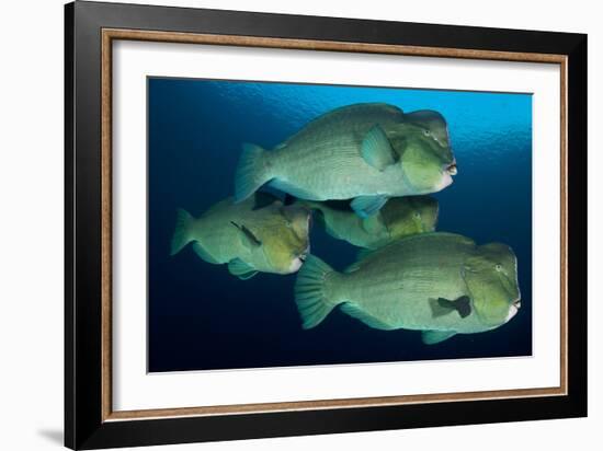 Large School of Bumphead Parrotfish, Bali, Indonesia-null-Framed Photographic Print