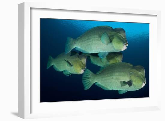 Large School of Bumphead Parrotfish, Bali, Indonesia-null-Framed Photographic Print