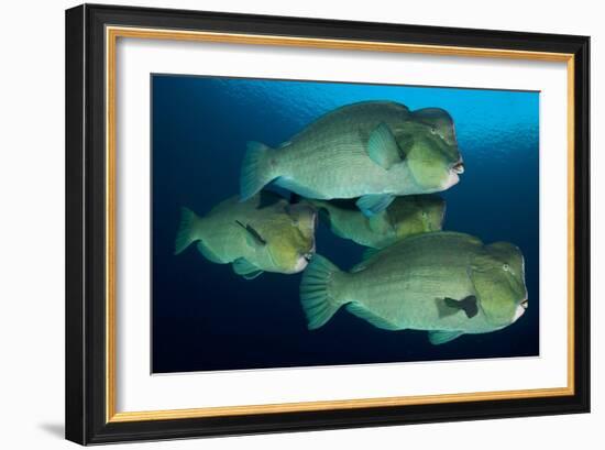 Large School of Bumphead Parrotfish, Bali, Indonesia-null-Framed Photographic Print