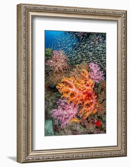 large school of glassfish swimming over colourful corals-alex mustard-Framed Photographic Print