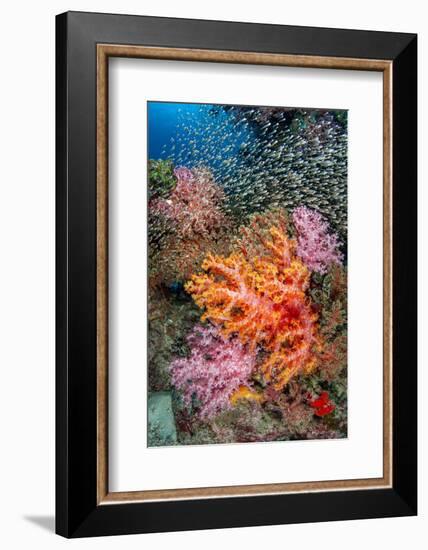 large school of glassfish swimming over colourful corals-alex mustard-Framed Photographic Print