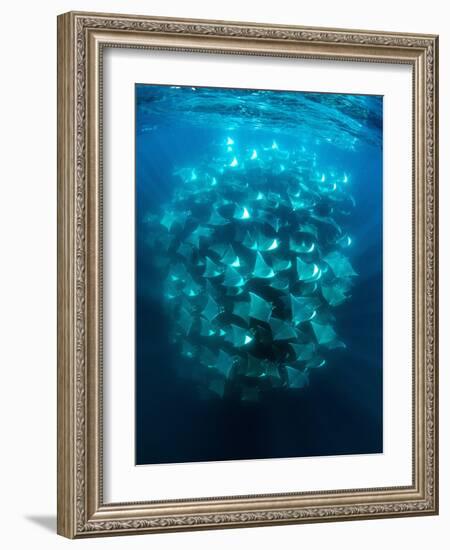 Large school of Munk's devil rays aggregating, Mexico-Franco Banfi-Framed Photographic Print