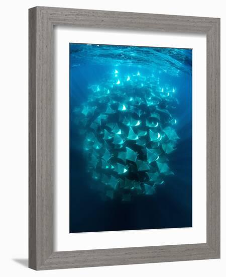 Large school of Munk's devil rays aggregating, Mexico-Franco Banfi-Framed Photographic Print