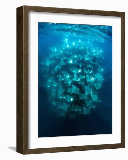 Large school of Munk's devil rays aggregating, Mexico-Franco Banfi-Framed Photographic Print