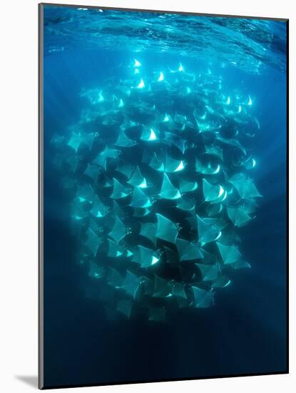 Large school of Munk's devil rays aggregating, Mexico-Franco Banfi-Mounted Photographic Print