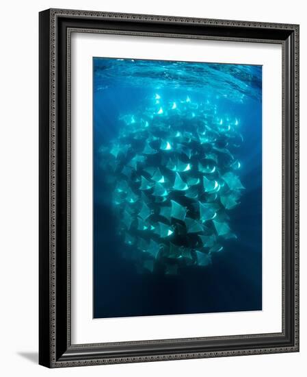 Large school of Munk's devil rays aggregating, Mexico-Franco Banfi-Framed Photographic Print