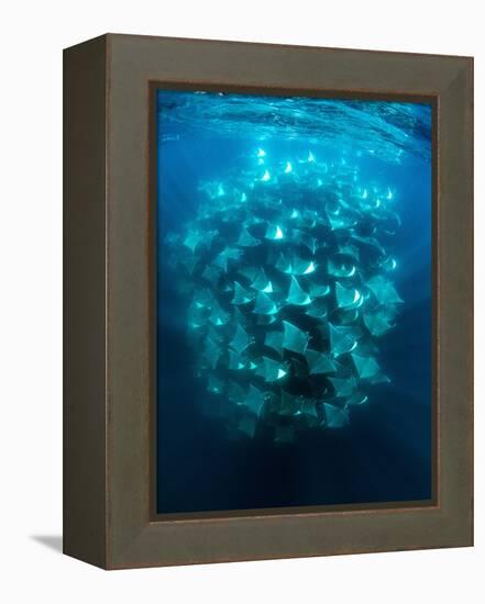 Large school of Munk's devil rays aggregating, Mexico-Franco Banfi-Framed Premier Image Canvas