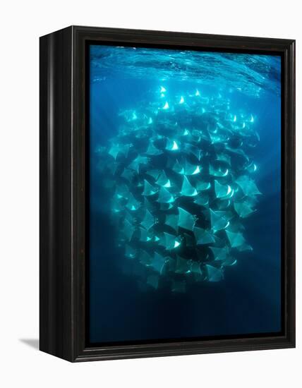 Large school of Munk's devil rays aggregating, Mexico-Franco Banfi-Framed Premier Image Canvas