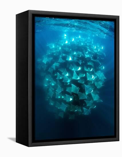 Large school of Munk's devil rays aggregating, Mexico-Franco Banfi-Framed Premier Image Canvas