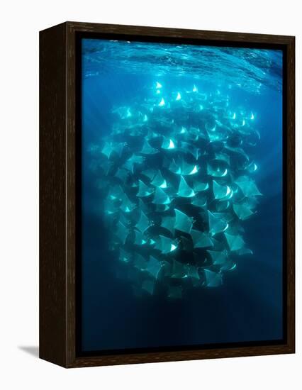 Large school of Munk's devil rays aggregating, Mexico-Franco Banfi-Framed Premier Image Canvas