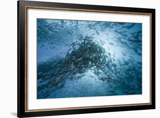 Large School of Rudderfish Laying Eggs in Open Water (Kyphosus Cinerascens)-Reinhard Dirscherl-Framed Photographic Print