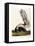 Large Tailed Skunk, 1846-John Woodhouse Audubon-Framed Premier Image Canvas