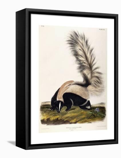 Large Tailed Skunk, 1846-John Woodhouse Audubon-Framed Premier Image Canvas