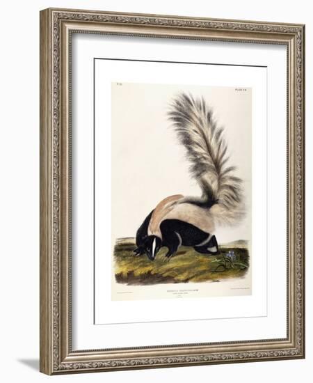 Large Tailed Skunk, 1846-John Woodhouse Audubon-Framed Giclee Print