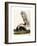 Large Tailed Skunk, 1846-John Woodhouse Audubon-Framed Giclee Print