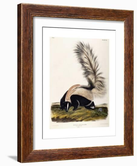 Large Tailed Skunk, 1846-John Woodhouse Audubon-Framed Giclee Print