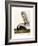 Large Tailed Skunk, 1846-John Woodhouse Audubon-Framed Giclee Print