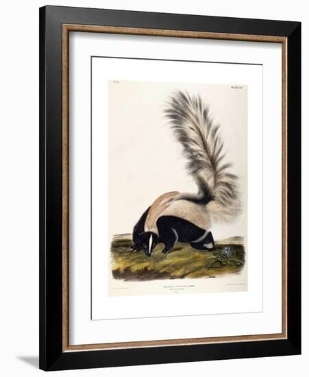 Large Tailed Skunk, 1846-John Woodhouse Audubon-Framed Giclee Print