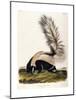 Large Tailed Skunk, 1846-John Woodhouse Audubon-Mounted Giclee Print