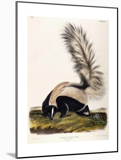 Large Tailed Skunk, 1846-John Woodhouse Audubon-Mounted Giclee Print