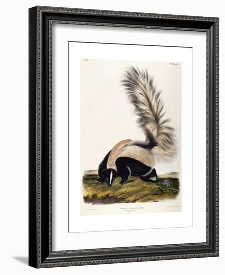 Large Tailed Skunk, 1846-John Woodhouse Audubon-Framed Giclee Print