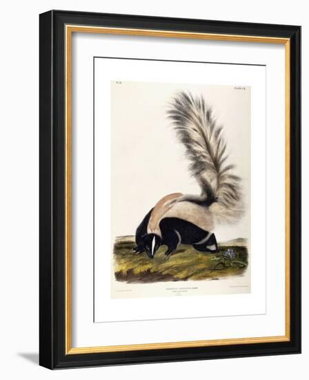 Large Tailed Skunk, 1846-John Woodhouse Audubon-Framed Giclee Print