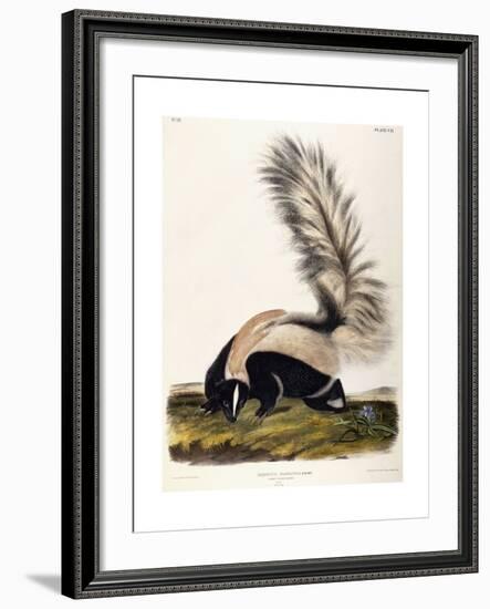 Large Tailed Skunk, 1846-John Woodhouse Audubon-Framed Giclee Print