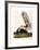 Large Tailed Skunk, 1846-John Woodhouse Audubon-Framed Giclee Print