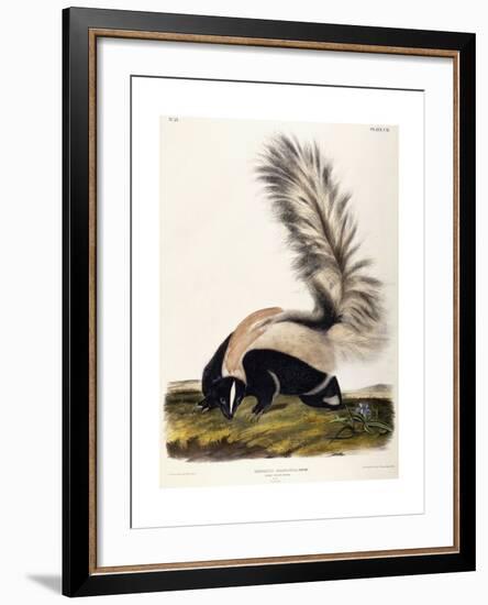 Large Tailed Skunk, 1846-John Woodhouse Audubon-Framed Giclee Print