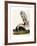 Large Tailed Skunk, 1846-John Woodhouse Audubon-Framed Giclee Print