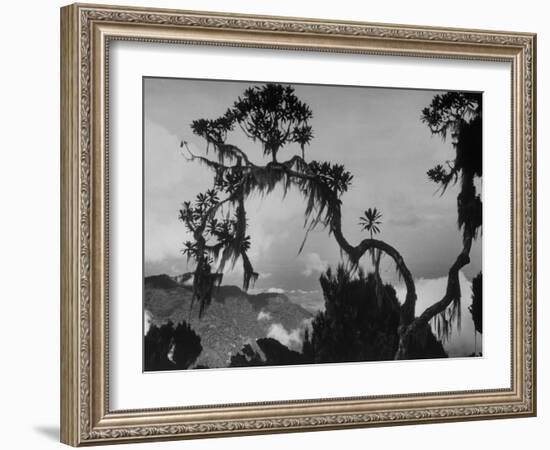 Large Tree Looming over Grasslands of Albert National Park in Africa-Eliot Elisofon-Framed Photographic Print