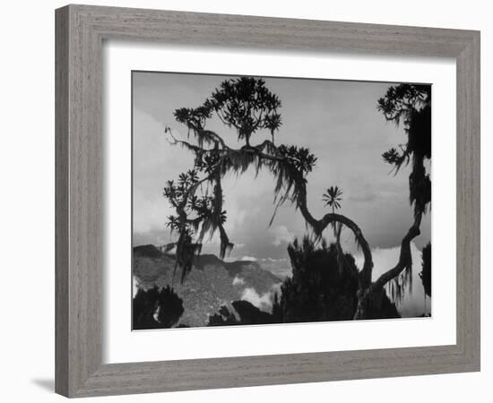 Large Tree Looming over Grasslands of Albert National Park in Africa-Eliot Elisofon-Framed Photographic Print