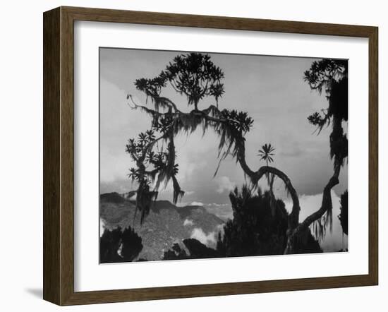 Large Tree Looming over Grasslands of Albert National Park in Africa-Eliot Elisofon-Framed Photographic Print