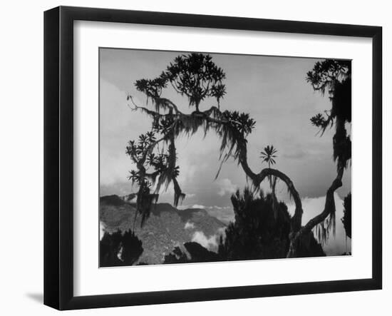 Large Tree Looming over Grasslands of Albert National Park in Africa-Eliot Elisofon-Framed Photographic Print