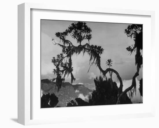 Large Tree Looming over Grasslands of Albert National Park in Africa-Eliot Elisofon-Framed Photographic Print